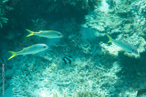 Reef with marine animals fish in ocean sea