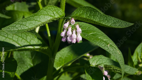 Blossom Prickly Comfrey, Symphytum Asperum, purple flowers and leaves close-up, selective focus, shallow DOF