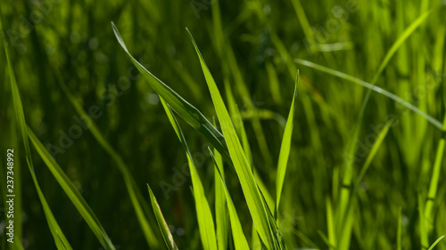 Green fresh grass macro background with bokeh, shallow DOF, selective focus