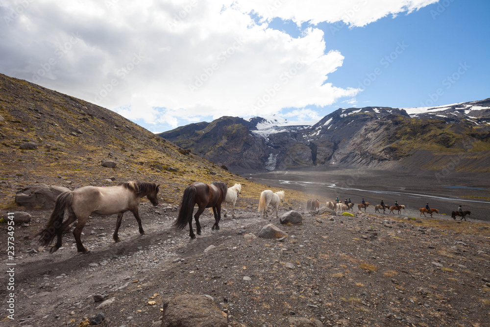 Naklejka premium horses in the mountains