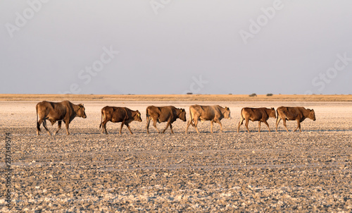 herd of cattle on Makgadikgadi Pan  Nwetwe Pan in Botswana