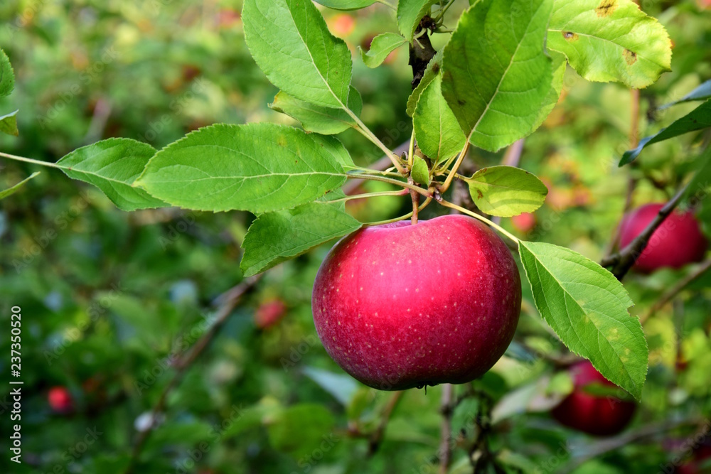 Reife rote Äpfel - Apfelernte Reife rote Äpfel - Apfelernte