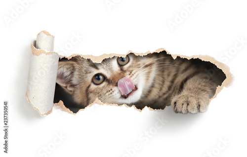 Funny cat licking own lips in paper hole photo