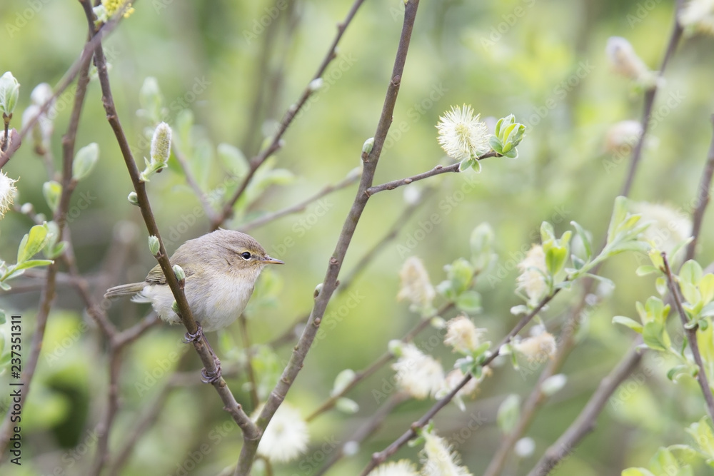 Obraz premium A common chiffchaff (Phylloscopus collybita) perched on a branch .With a beautiful light green coloured background with leafs and branches.