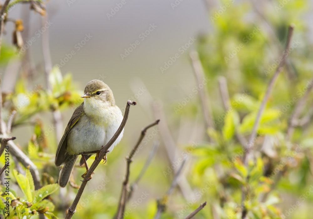 Fototapeta premium A willow warbler (Phylloscopus trochilus) showing its territory by singing loud on a branch. In a bright green background with leafs and branches.