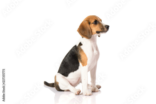 beagle dog isolated on white 