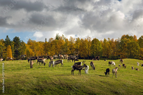 Reindeer herd on the green plains in autumnal scenery.