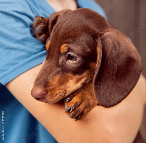 dog puppy breed dachshund on hand of a boy, teenager and his pet © Chepko Danil