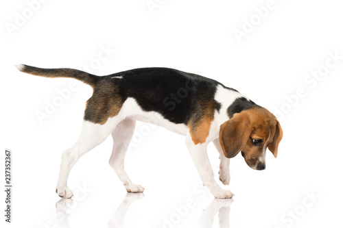 beagle dog isolated on white  © Odua Images