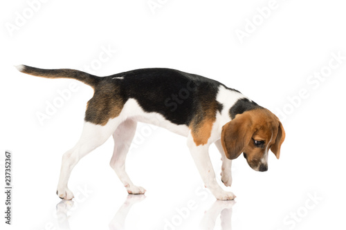 beagle dog isolated on white 