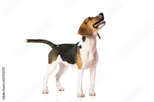 beagle dog isolated on white  © Odua Images