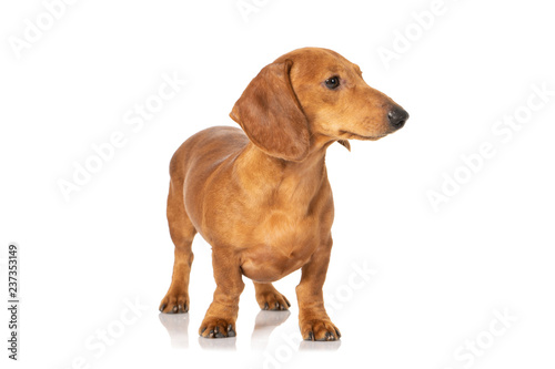 Brown teckel dog isolated on white