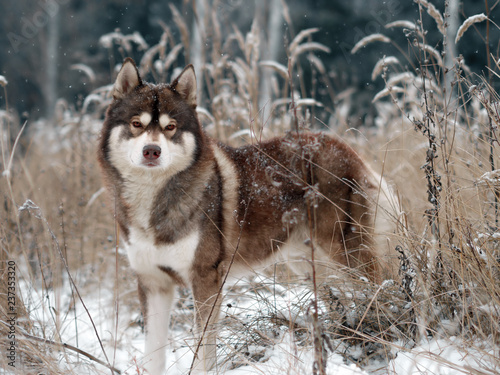 Brown Siberian husky standing in the snow in a snowy forest