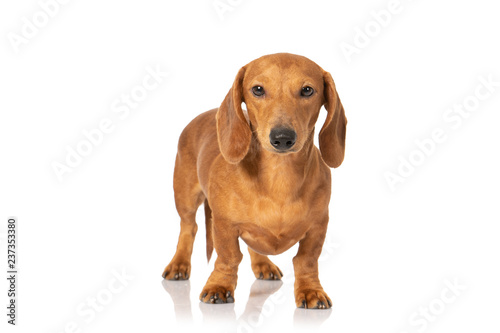 Brown teckel dog isolated on white