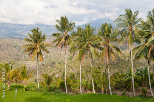 Landscape with palm trees in the mountains.