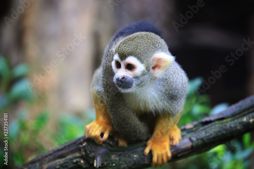 Squirrel monkey, (genus Saimiri)  on the timber