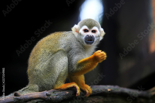 Squirrel monkey, (genus Saimiri)  on the timber photo