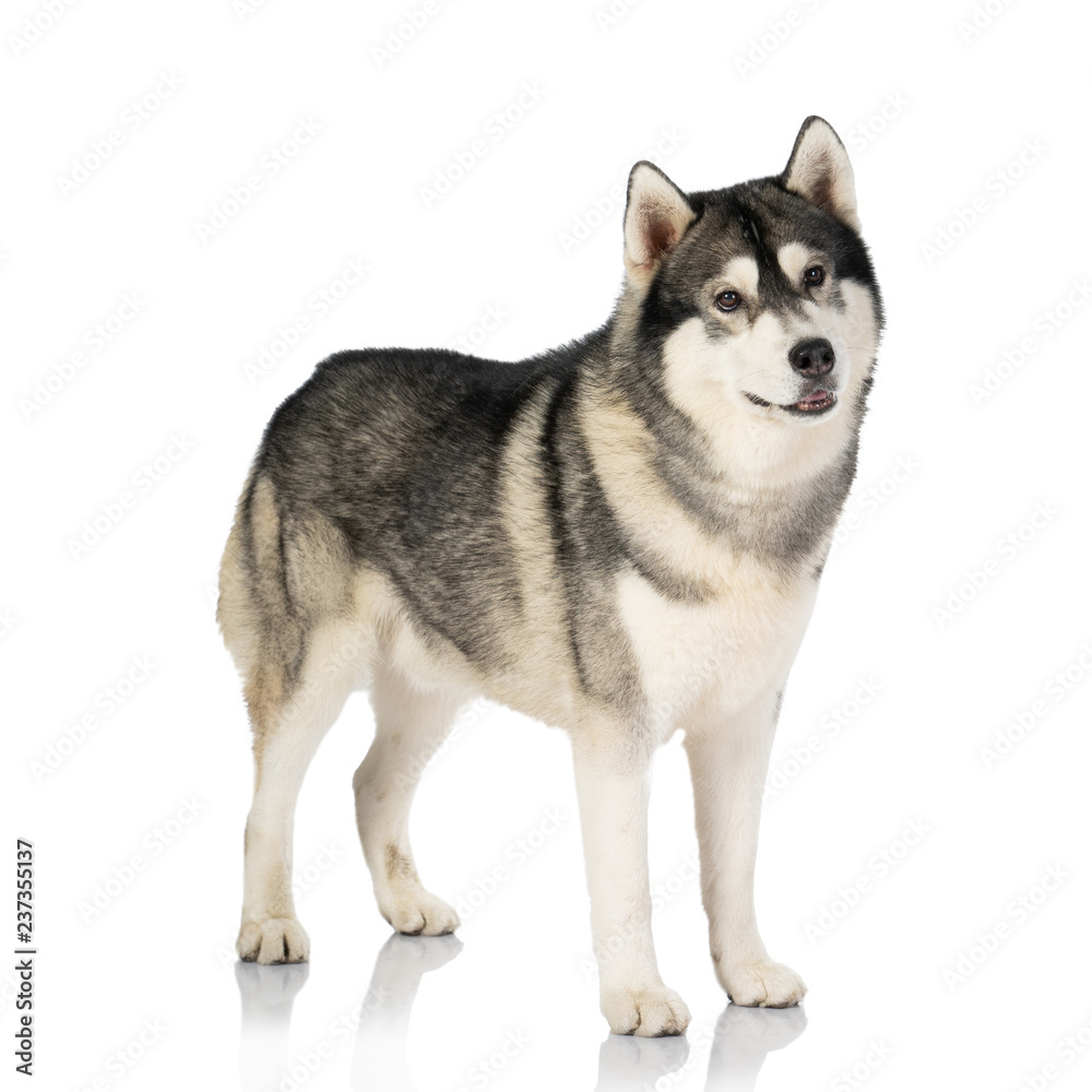 black and white siberian Husky dog on white black and white siberian Husky dog on white