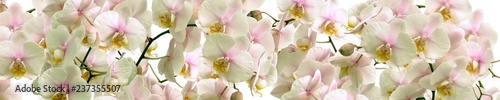 White Orchid flowers