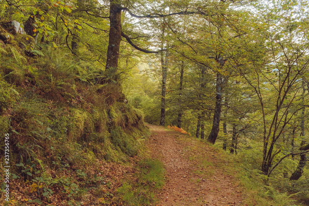 Path in green forest