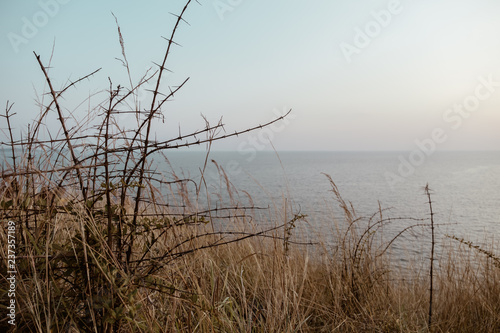 brown grass on the cliff