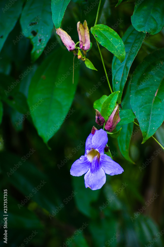 Thunbergia Laurifolia Five Purple