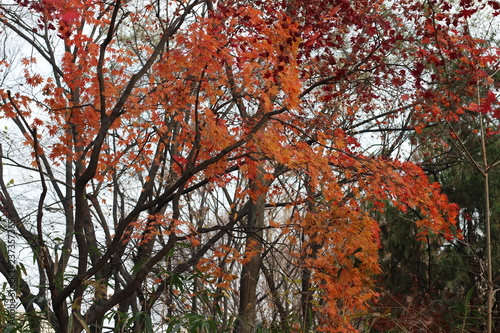 Maple leaf change color in Autumn