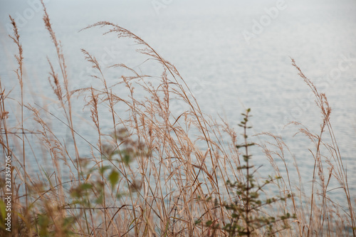 grass on sea background and sky
