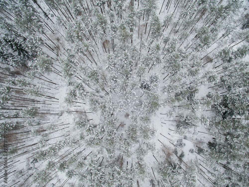 Winter forest. View from above. The photo was taken with a drone. Pine and fir forest in the snow Winter forest. View from above. The photo was taken with a drone. Pine and fir forest in the snow