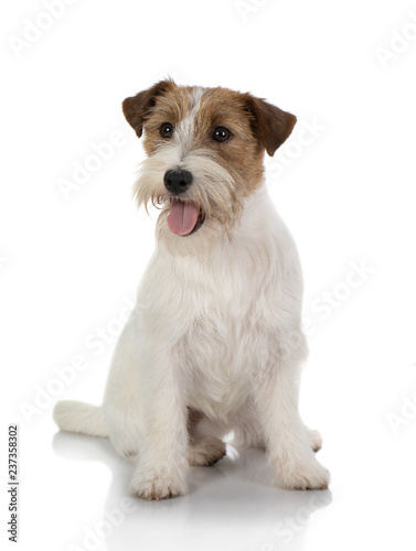 jackrussel dog isolated on white