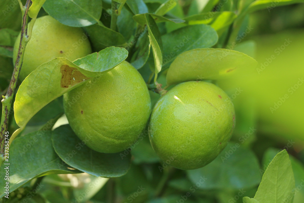 Lime Tree in the farm Lime Tree in the farm