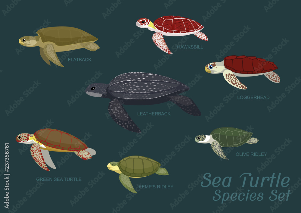 Fototapeta premium Różne gatunki żółwi morskich zestaw ilustracji wektorowych kreskówki