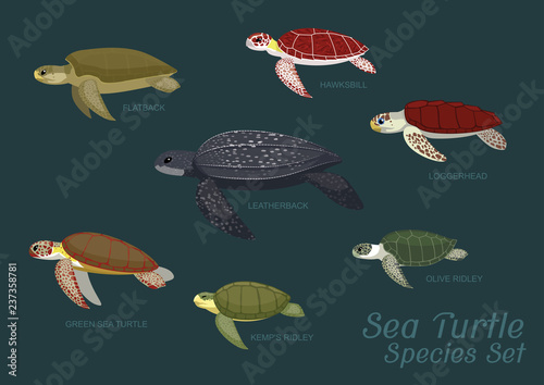 Various Sea Turtle Species Set Cartoon Vector Illustration photo