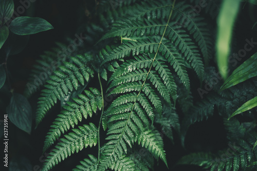 Fern foliage Dark green and cold detail leaf