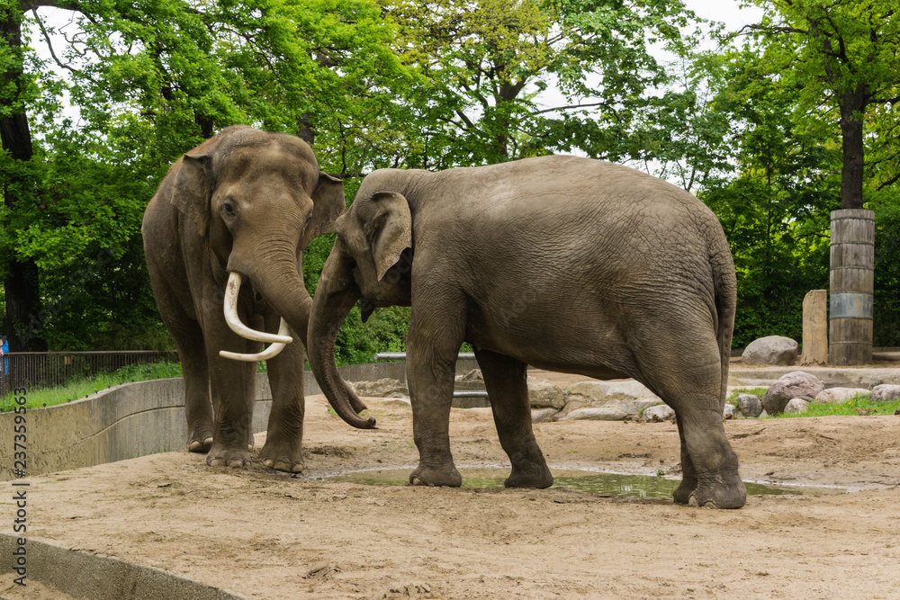 Elephant at zoo in Berlin - Germany
