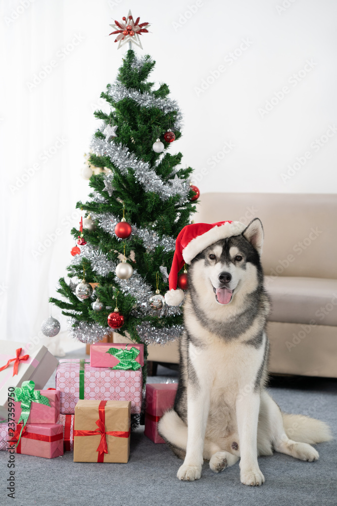 siberian Husky dog with christmas tree