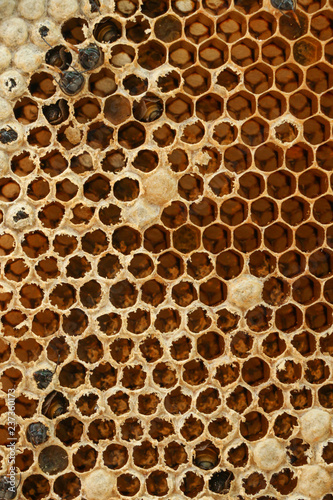 Honey comb at Thailand