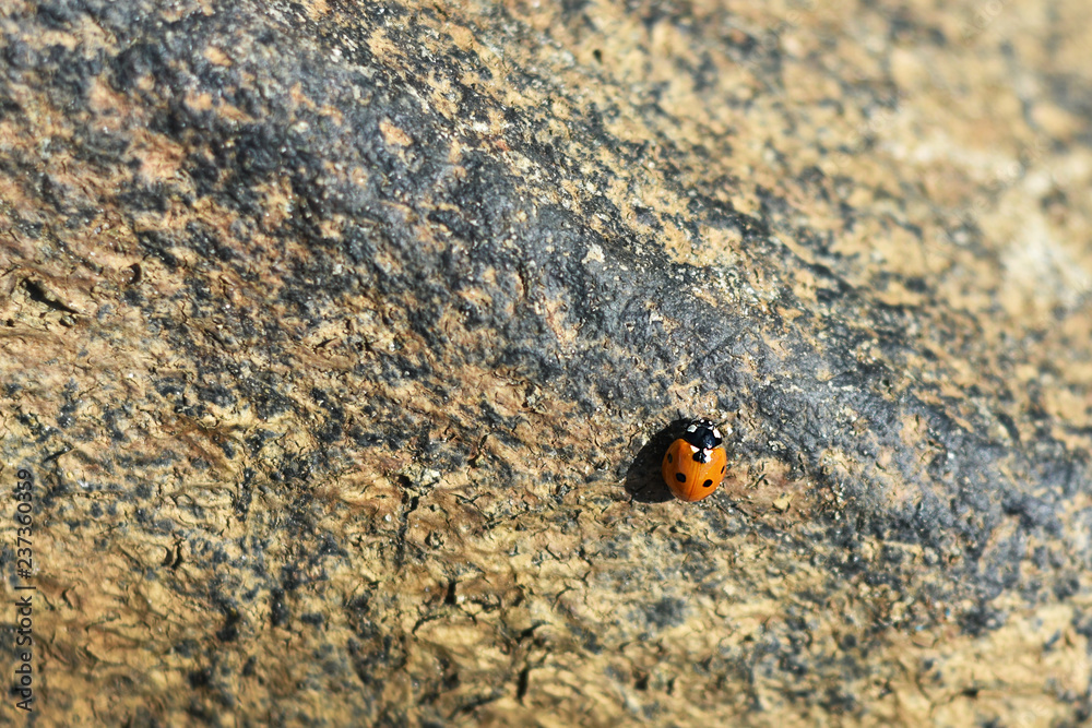 Naklejka premium biedronka na kamieniu