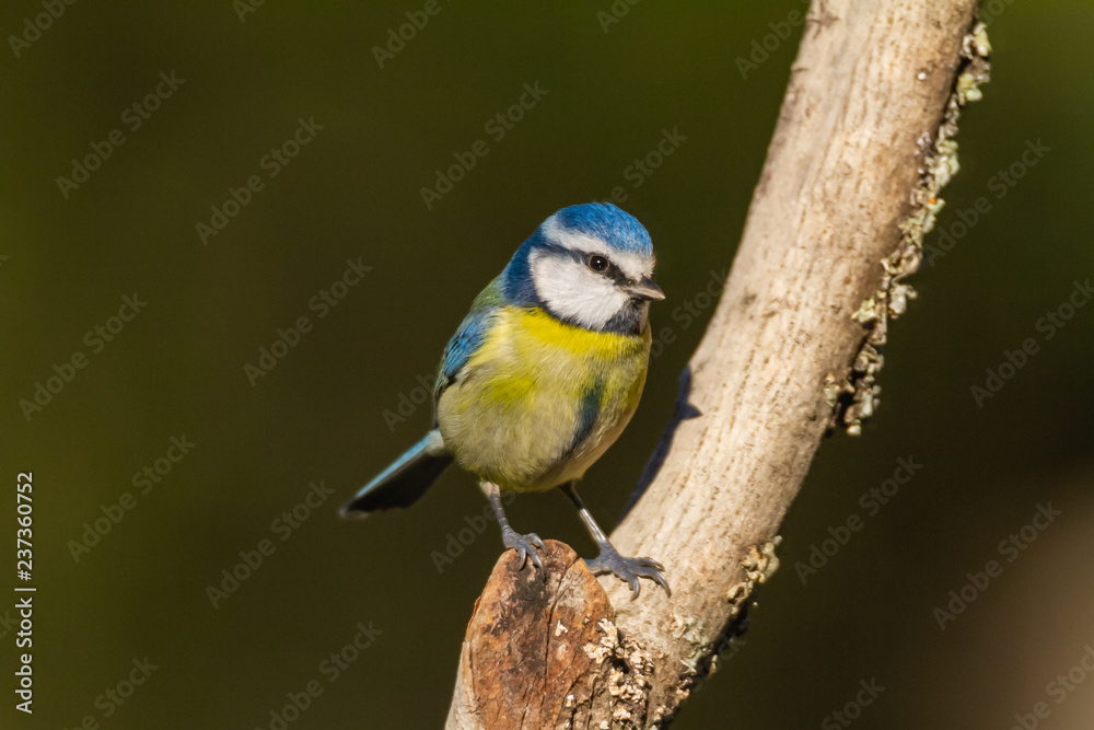 The Blue Tit perches on the cork oak The Blue Tit perches on the cork oak
