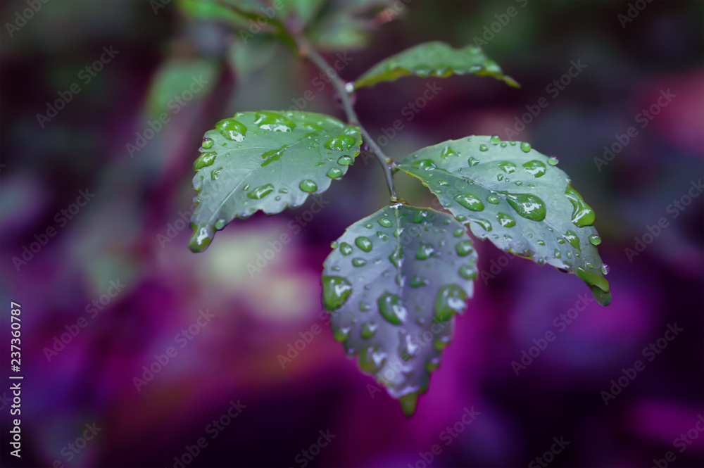 green leaves with dew drops nature wallpaper background green leaves with dew drops nature wallpaper background