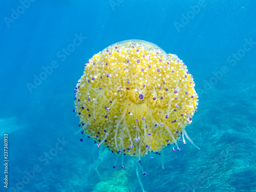 Mediterranean jelly or fried egg jellyfish (Cotylorhiza tuberculata) in the wild. Selective focus. Underwater wildlife concept. photo