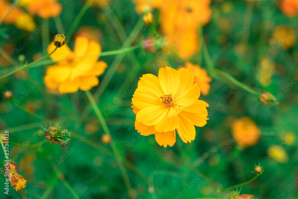 yellow cosmos in the garden, closeup cosmos yellow cosmos in the garden, closeup cosmos