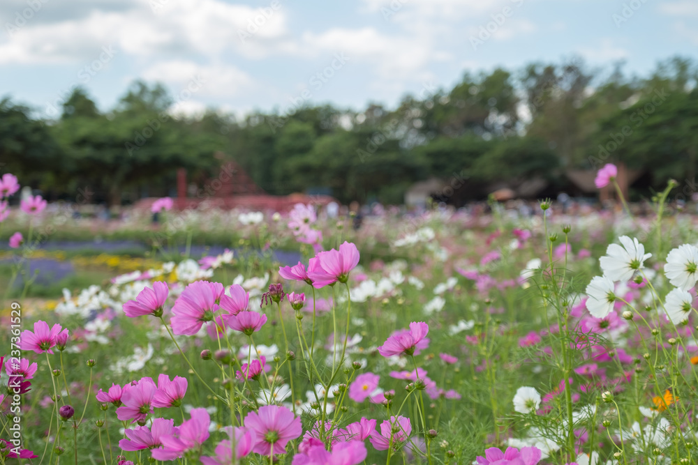 cosmos flowers in the garden cosmos flowers in the garden