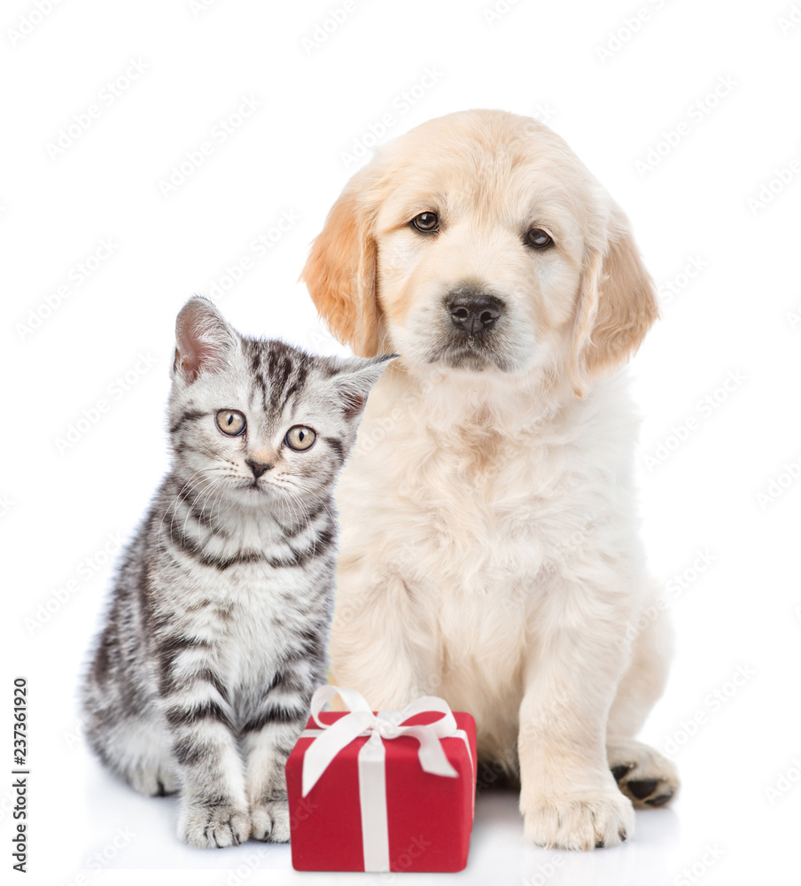 Golden retriever puppy and tabby kitten with gift box. isolated on white background