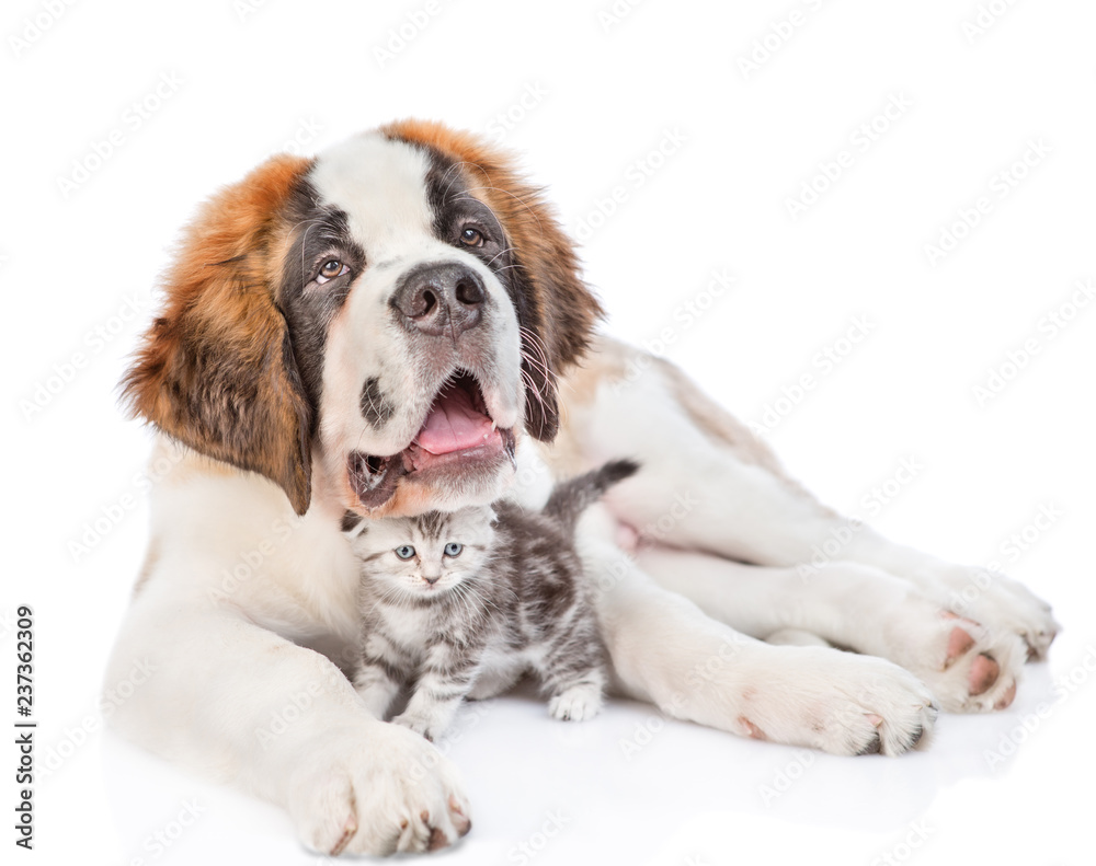 Saint bernard puppy hugging tabby kitten. isolated on white background