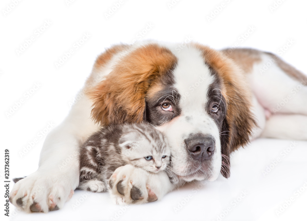 Sad St. Bernard puppy embracing kitten. isolated on white background