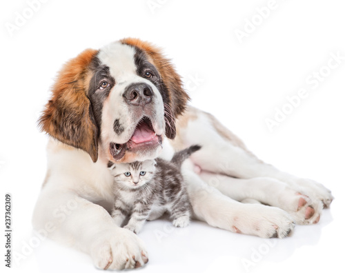 Saint bernard puppy hugging tabby kitten. isolated on white background