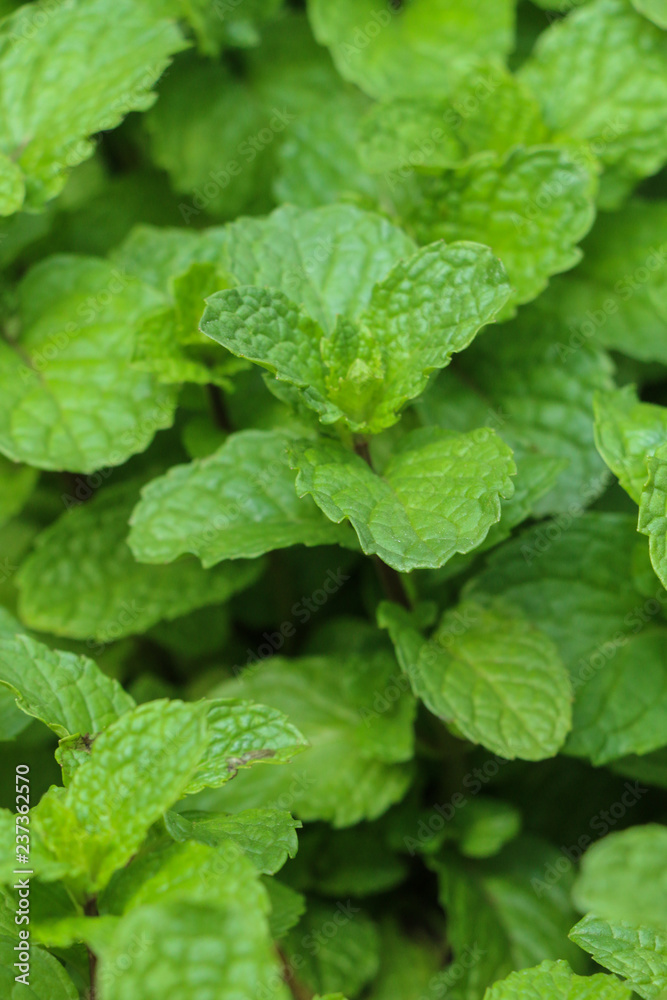Kitchen Mint in farm Kitchen Mint in farm