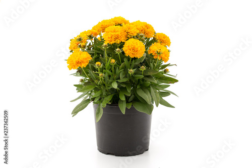 Fototapeta Naklejka Na Ścianę i Meble -  Mädchenauge (Coreopsis grandiflora)