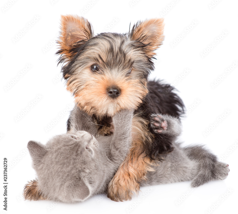 Playful Yorkshire Terrier puppy playing with a kitten. isolated on white background Playful Yorkshire Terrier puppy playing with a kitten. isolated on white background